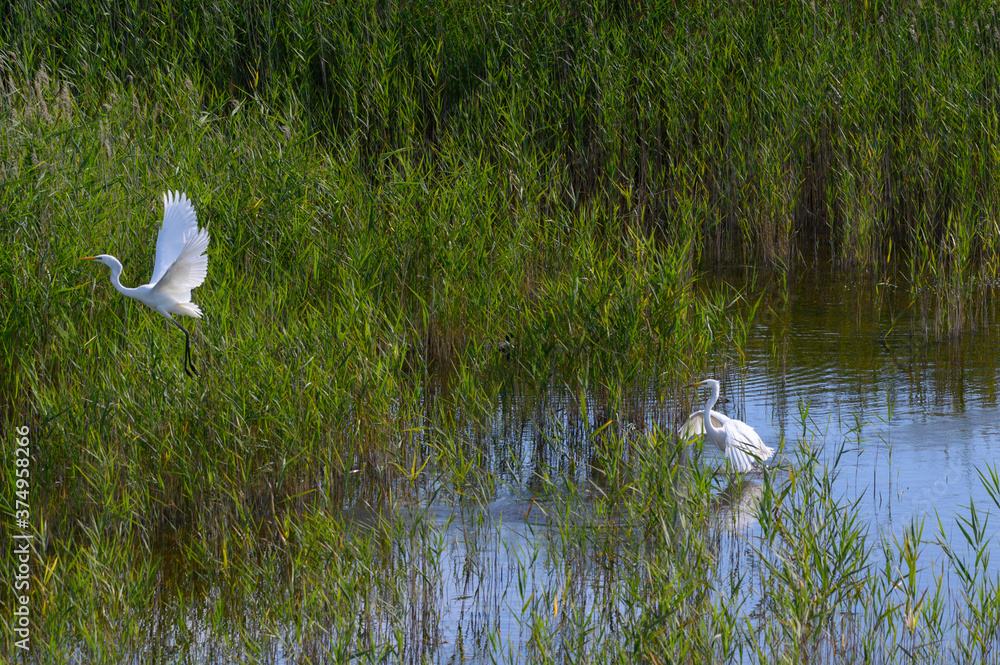 White heron on the lake White heron on the lake