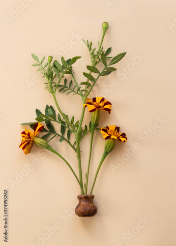 Marigold flowers in a clay vase on a  beige pastel paper background. Top view  floral background. Minimalism.