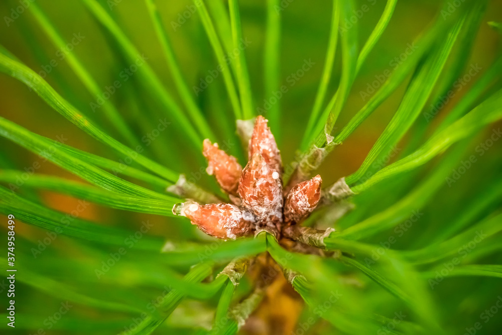 Coniferous wood background, macro. Young coniferous cones on a pine tree, macrophotography Coniferous wood background, macro. Young coniferous cones on a pine tree, macrophotography