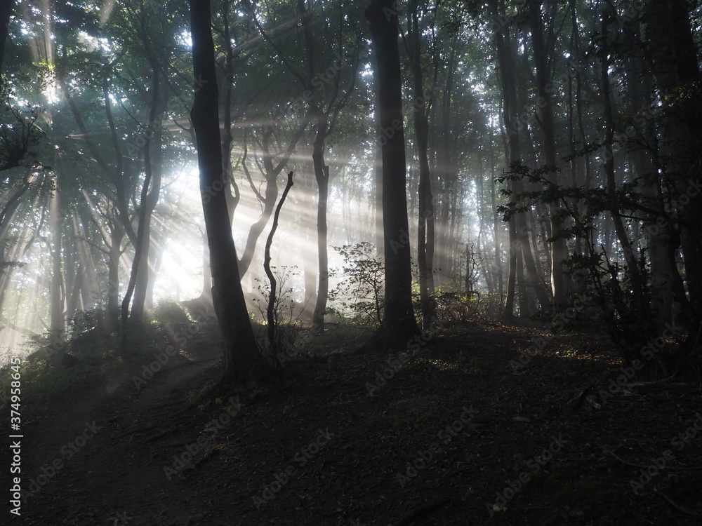 Fototapeta premium Sole tra gli alberi