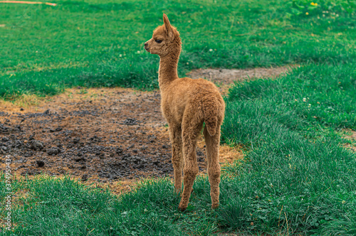 Fototapeta Naklejka Na Ścianę i Meble -  młoda brązowa alpaka na zielnoej trawie