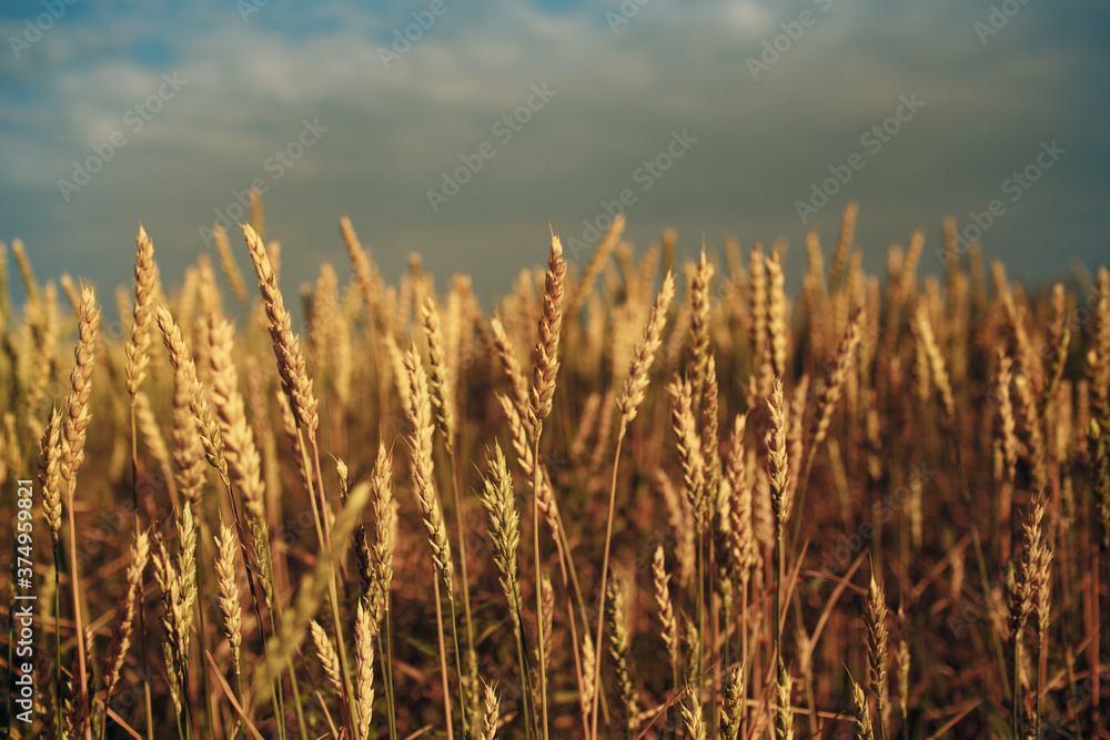 Close up of ripe wheat ears field. Selective focus. Close up of ripe wheat ears field. Selective focus.