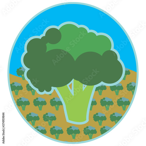 Broccoli.
The viewer is presented with an illustrative-graphic poster, an edible plant .