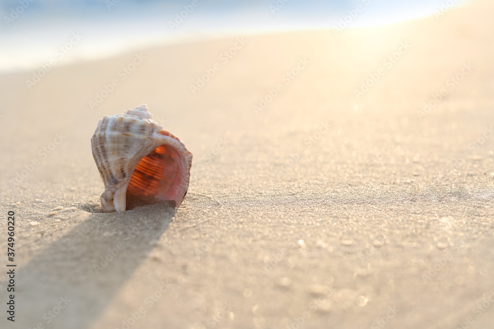 Sandy beach with beautiful seashell on sunny day. Space for text Sandy beach with beautiful seashell on sunny day. Space for text