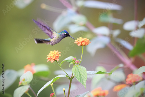 Violet-headed hummingbird is flying feeding nectar from yellow blossom bush