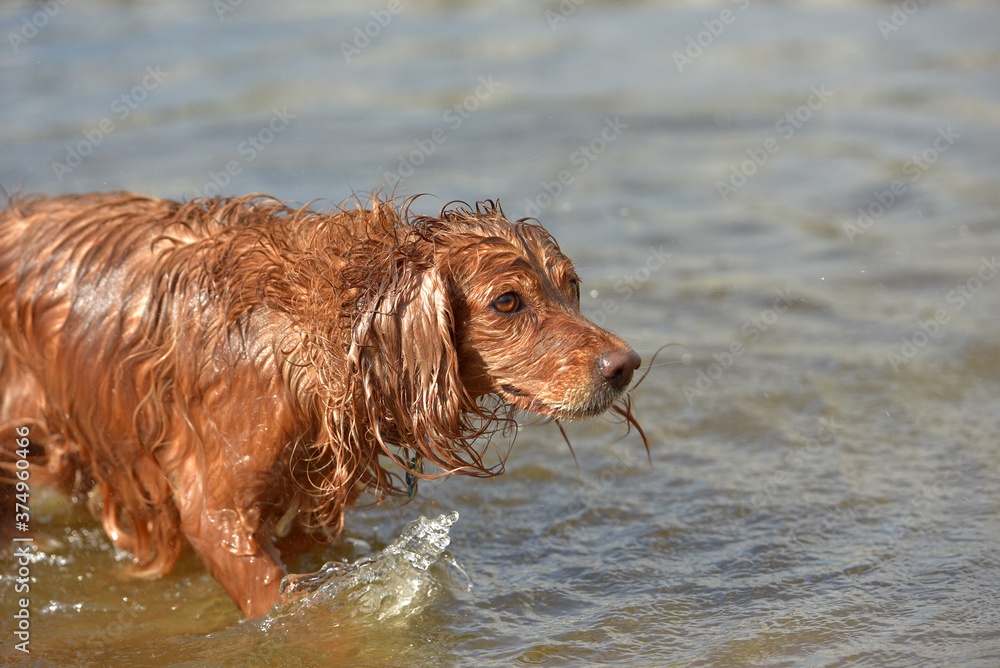 red english spaniel bathing and playing in the water red english spaniel bathing and playing in the water