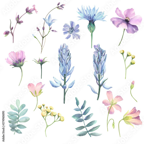 Set of watercolor meadow flowers