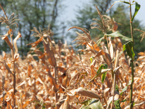 field of corn