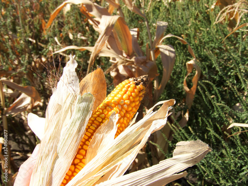 corn on the field