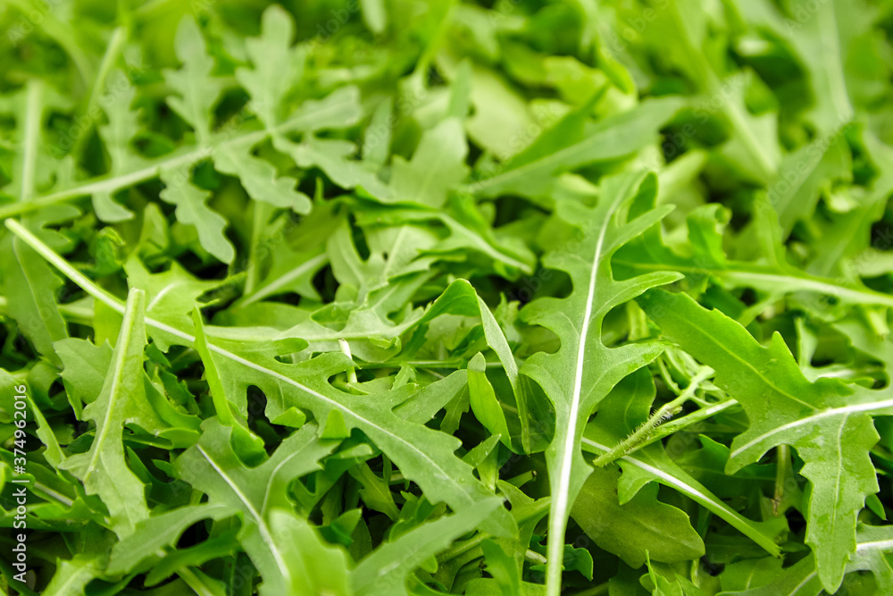 Fresh arugula or ruccola leaves texture, food background Fresh arugula or ruccola leaves texture, food background