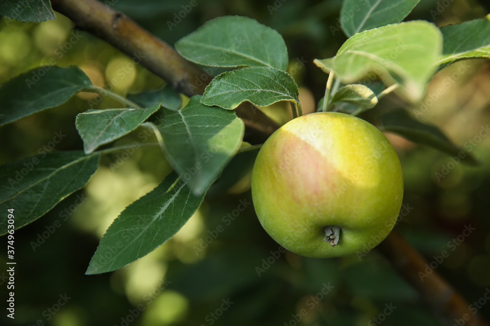 Ripe apple on tree branch in garden, closeup Ripe apple on tree branch in garden, closeup