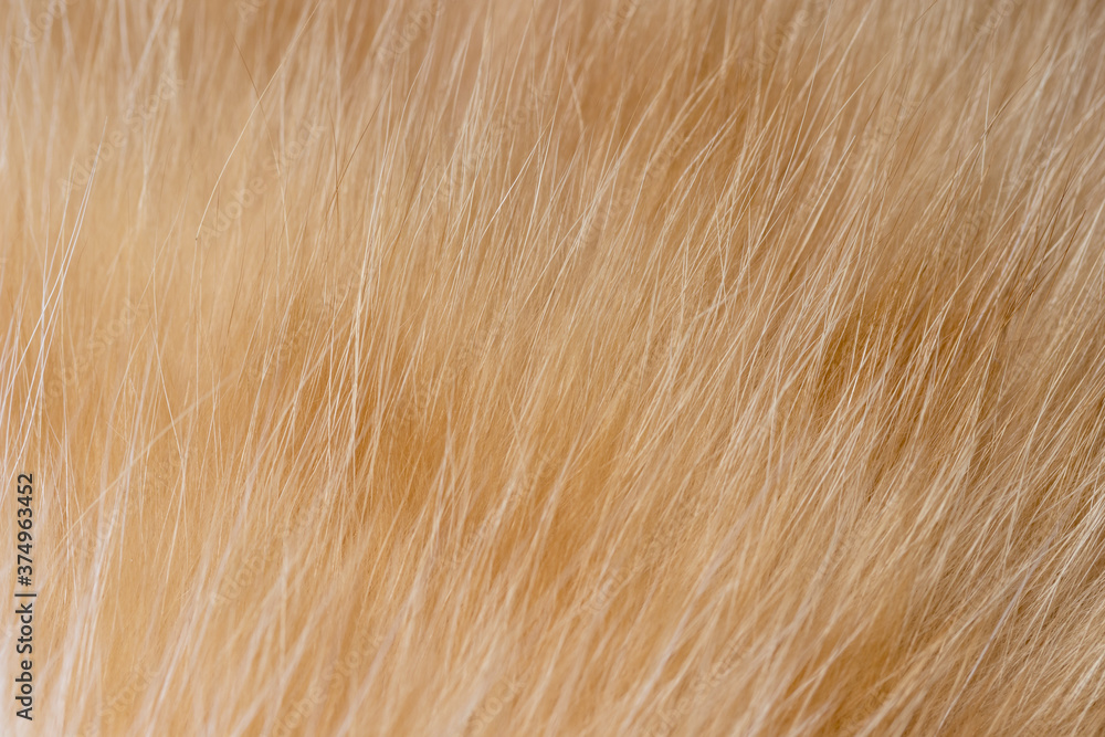 Closeup soft ginger cat fur blurred background. Blur orange wool cat texture. Closeup soft ginger cat fur blurred background. Blur orange wool cat texture.