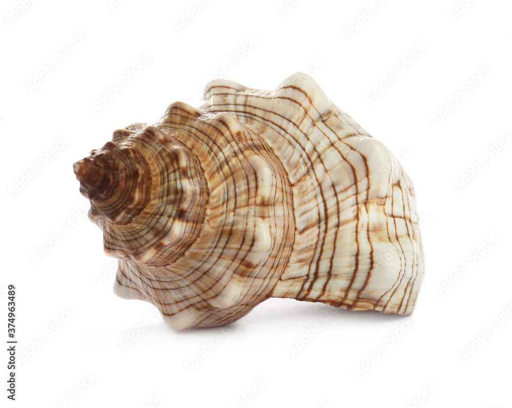 Beautiful exotic sea shell isolated on white