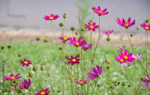 Beautiful pink flowers garden Cosmos bipinnatus (Garden cosmos or Mexican aster) blowing in the wind, floral background © IrenaSocratous