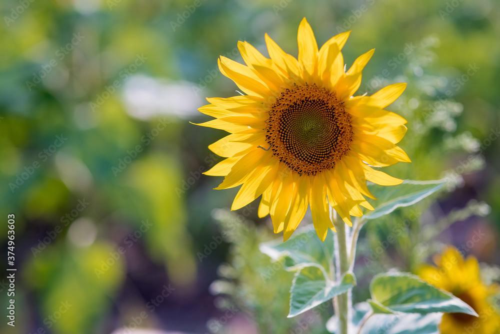 Fototapeta premium sunflower field in summer