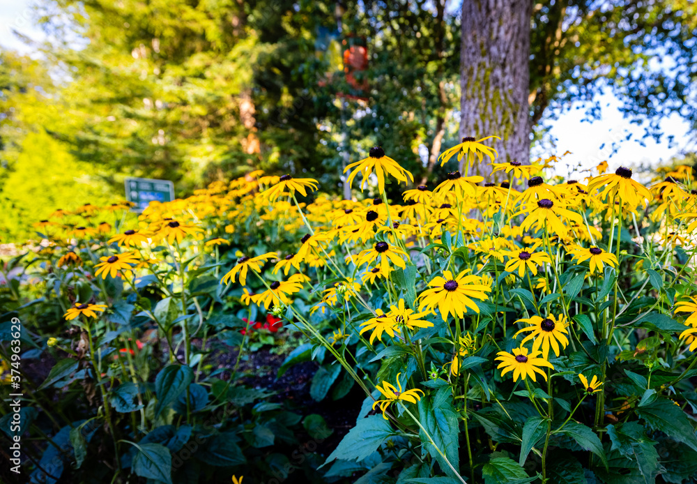 Evening sun on sunflower garden, blurred background