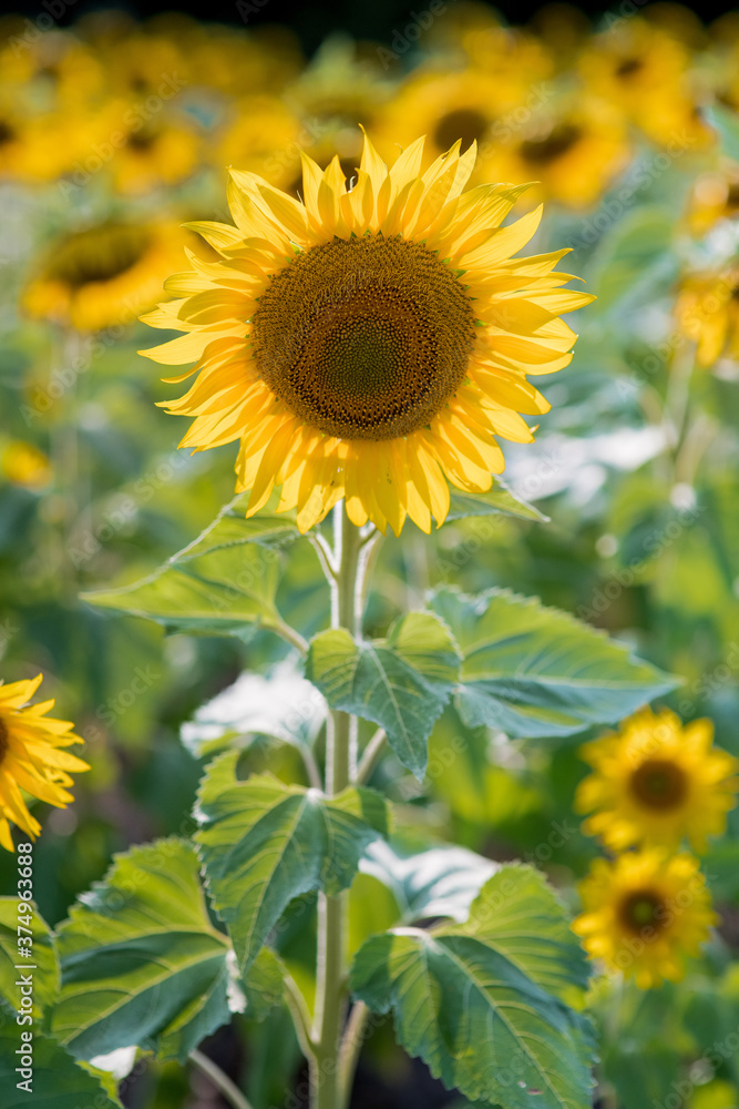 Obraz premium sunflower field in summer
