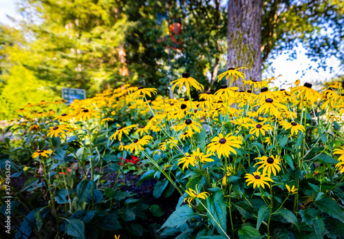 Obraz na płótnie Evening sun on sunflower garden, blurred background w salonie