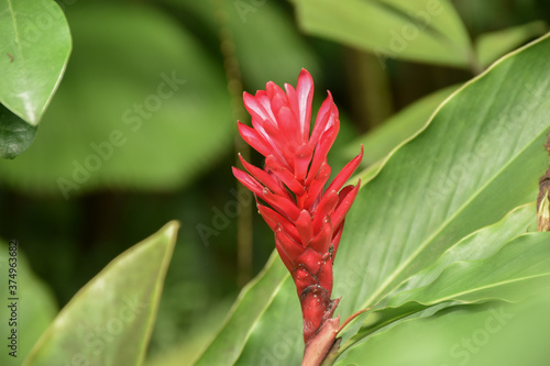 Closeup view of single red flowering plant Alpinia purpurata (Red ginger, Ostrich plume or Pink cone ginger, family Zingiberaceae) on the green background