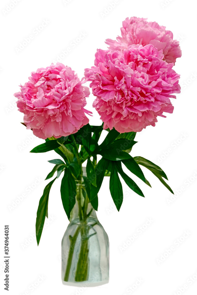 pink peony flowers in vase isolated on white pink peony flowers in vase isolated on white