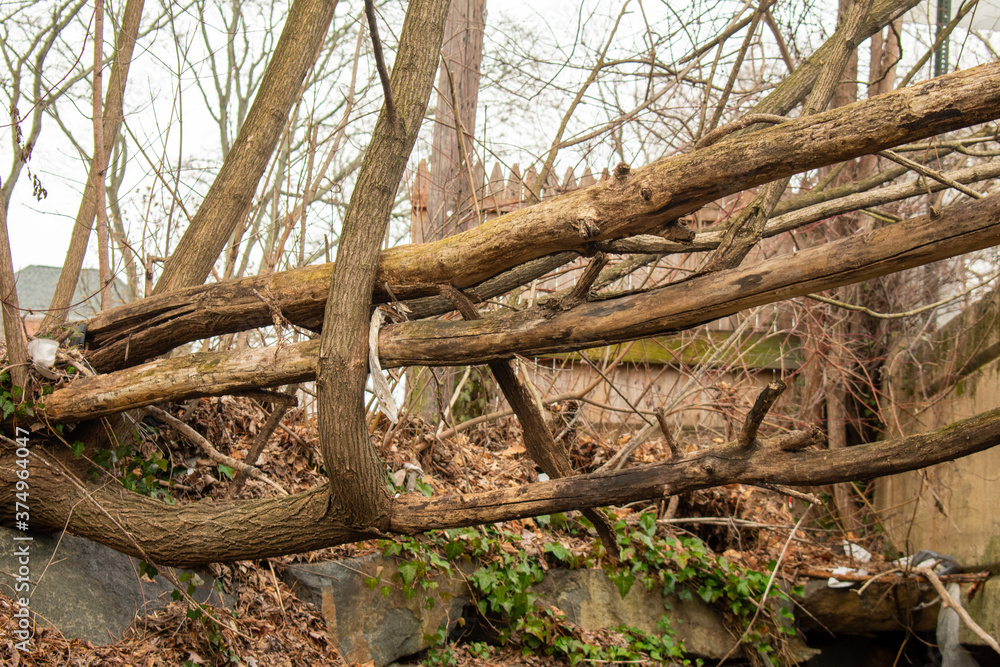 Large Fallen Tree Branches Suspended Over a Grassy Hill