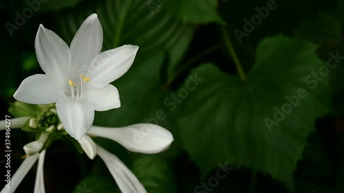 Hosta plantaginea or plantain lilies from the asparagaceae family with blooming flower grows in flower bed or garden. 16x9 format. Selective focus. Close-up. photo