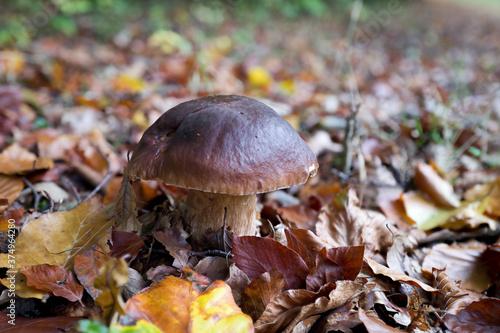 outdoor shot of edible mushrooms, natural photo taken in the forest.