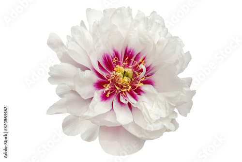 pink and white peony flower isolated on white