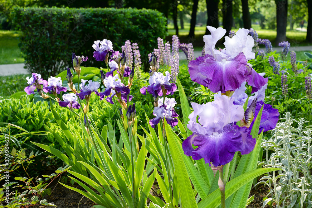 violet iris flowers in the garden