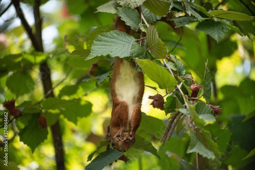 Close-up ginger squirrel sitting on a branch