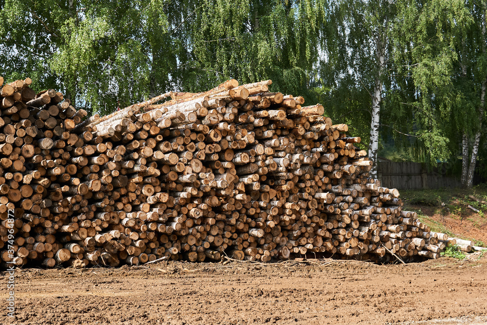 pile of birch logs in the yard of the sawmill