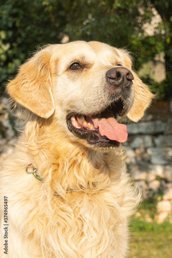 Friendly purebred cream-colored Golden Retriever dog seen outdoors on a summer day