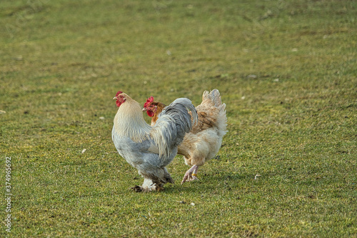 Hübscher wuscheliger Hahn mit seiner Huhn Freundin auf einer Wiese photo