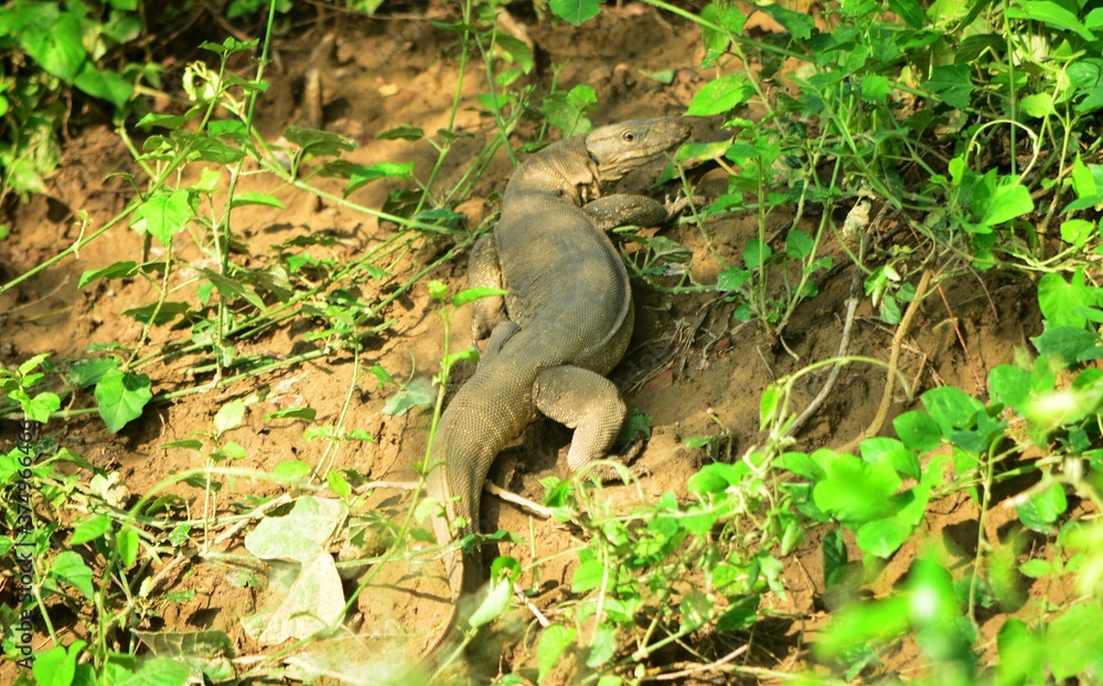 indian monitor