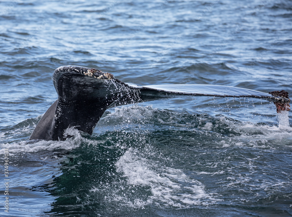 Fototapeta premium Fuks humbaka wykazuje unikalne wzory dla każdego wieloryba.