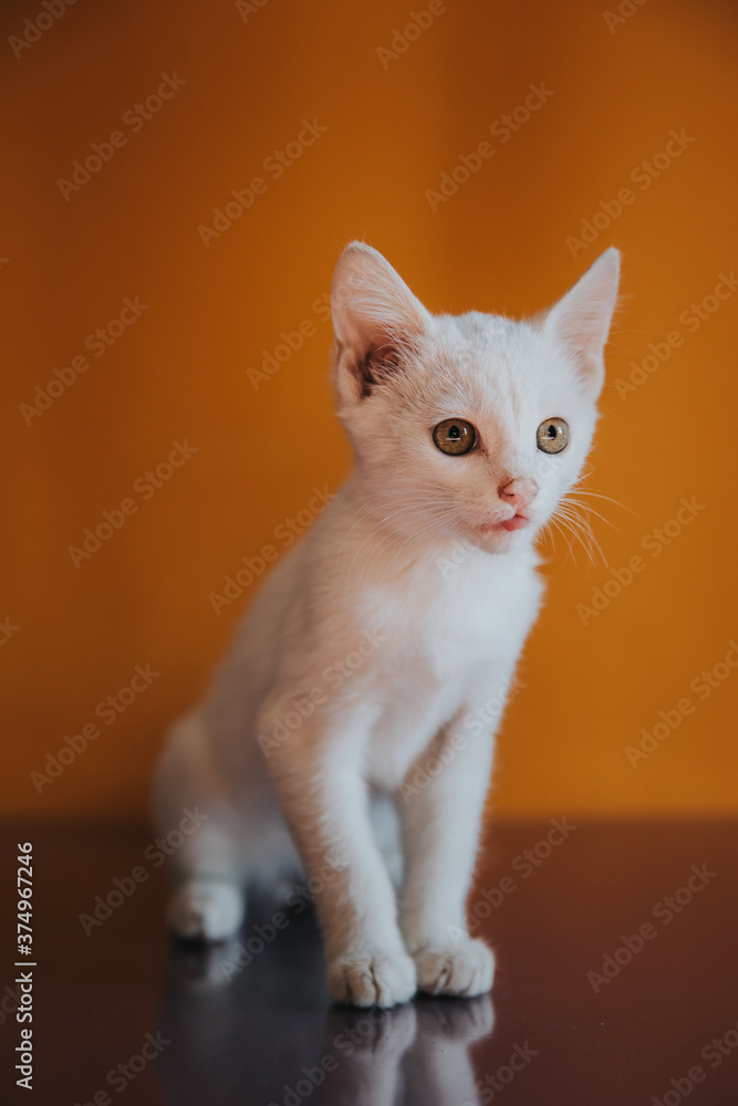 Funny white cat on an orange background. 