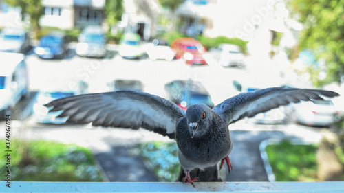 Pigeon landing on the window sill with both wings opened.