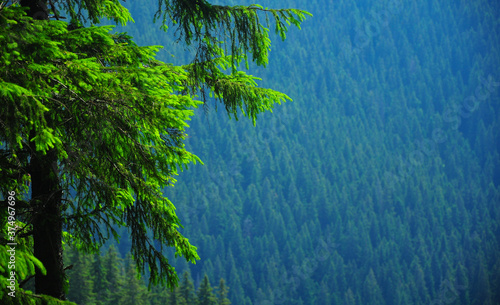 Spruce tree branches and a spruce forest in background. 