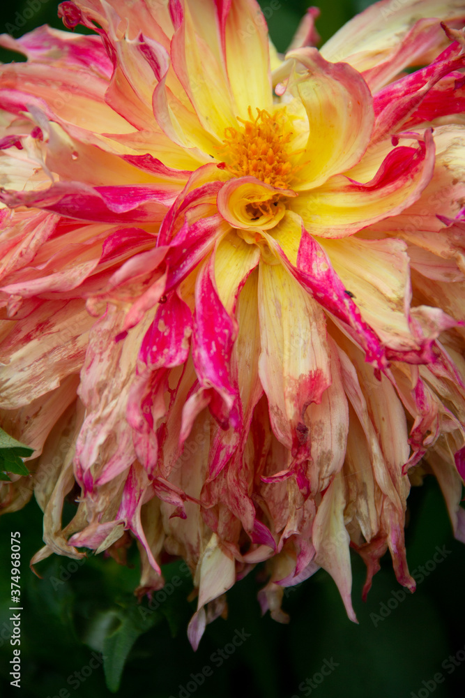 Naklejka premium lush garden Dahlia flower close up