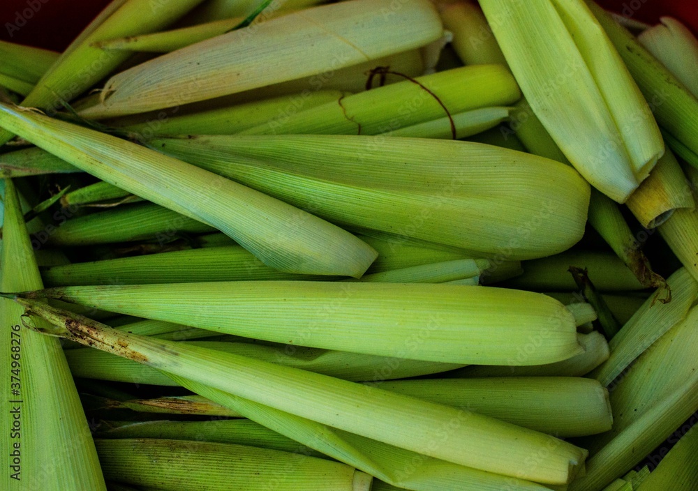 Tusa de Maíz Tusa de Maíz