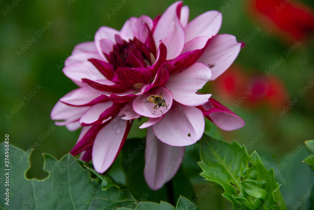insect on a garden Dahlia flower close-up
