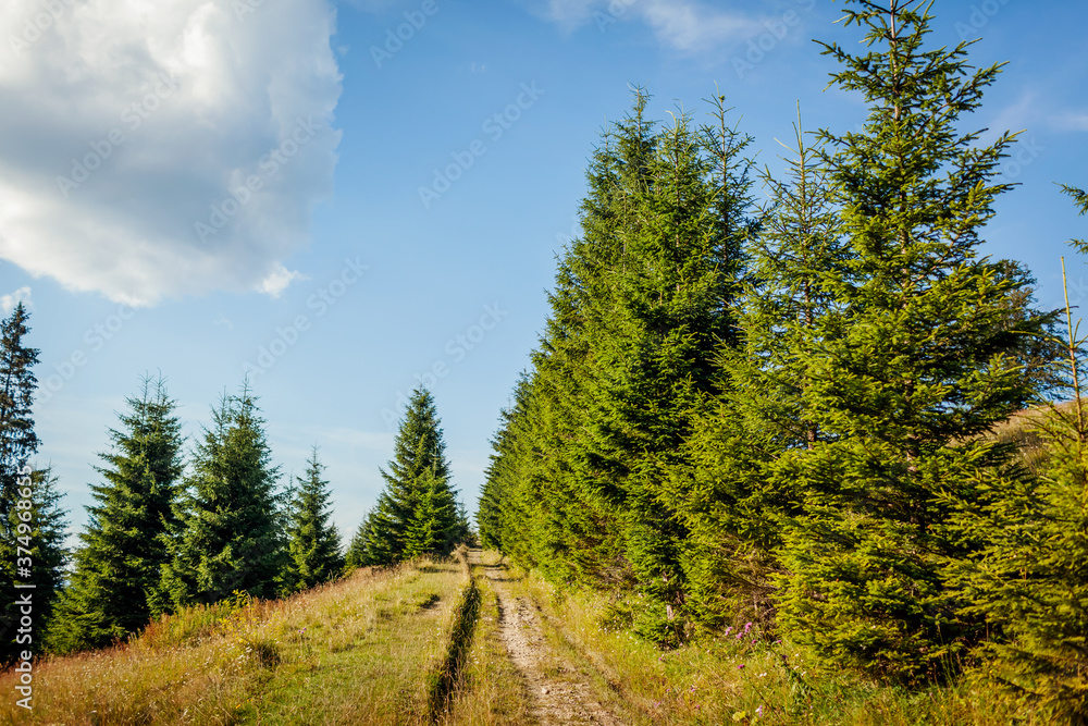Beautiful view of Carpathian mountains forest. Summer ukrainian landscape. Path surrounded with fir trees