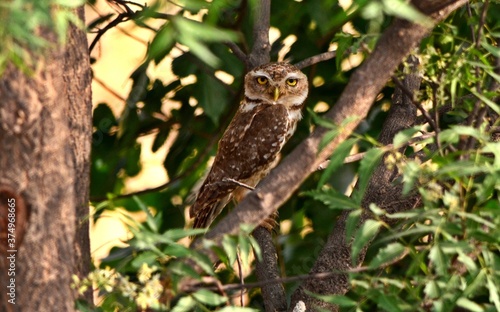 owl on a branch