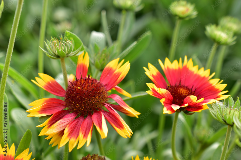 Red and yellow Gaillardia flowers in the garden greenery Red and yellow Gaillardia flowers in the garden greenery