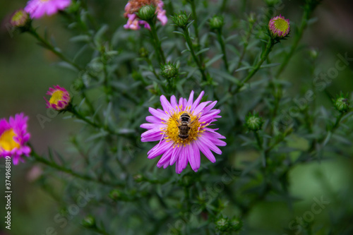 wild wasp sitting on a garden flower close up