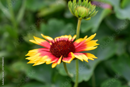 Red and yellow Gaillardia flowers in the garden greenery