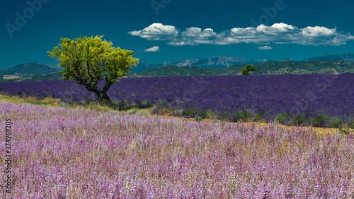 View of old tree separating two color Lavender fields in Valensole with clouds