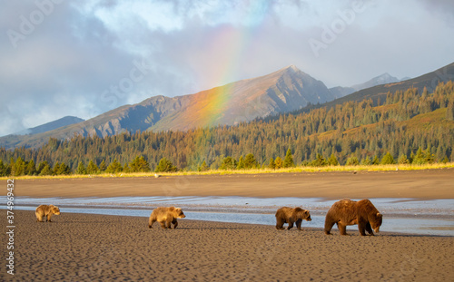A family of brown bears walking in rural landscape with a rainbow, Alaska, USA