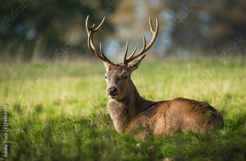 Portrait of a red deer stag lying in grass, Indiana, USA photo