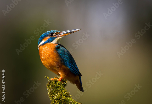 Male kingfisher perched on a branch, Indiana, USA